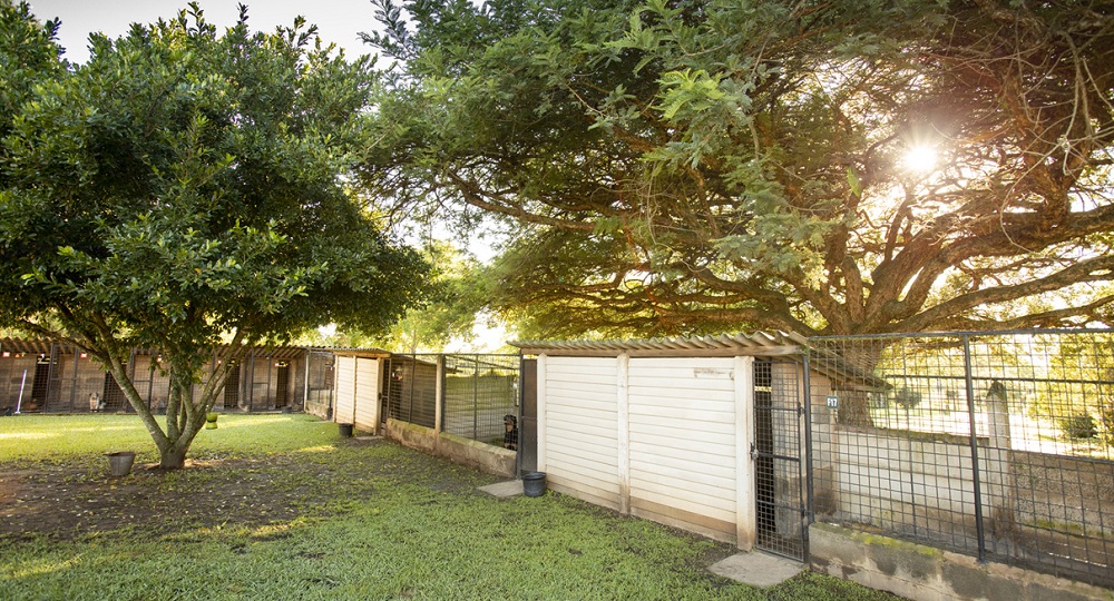 View of the front kennels and exercise area