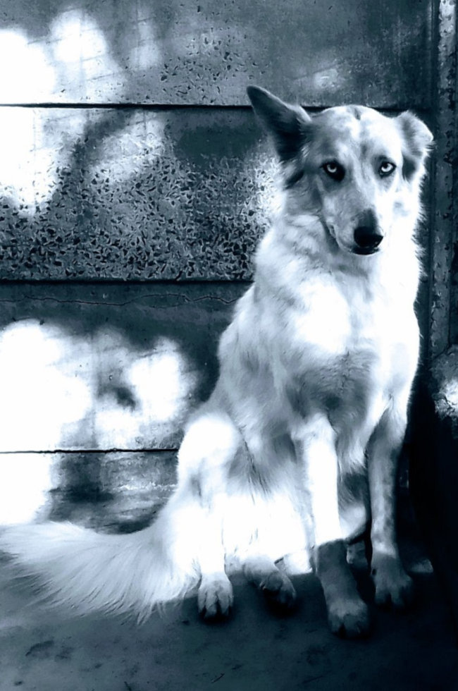 Ally, a Border Collie Cross, sitting in a kennel