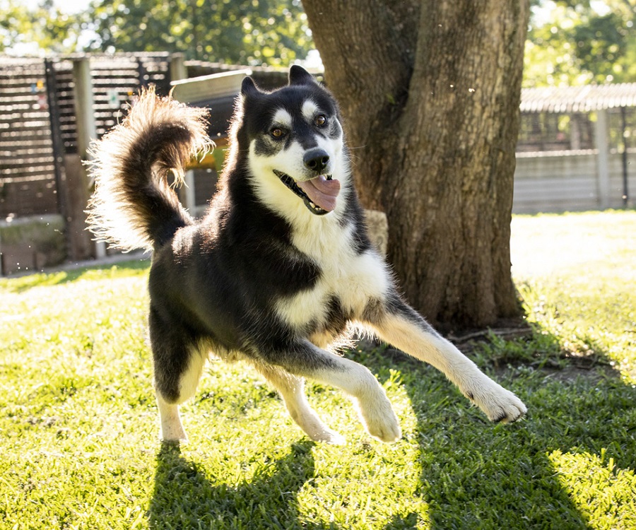 Drew the Husky bounding around and looking happy