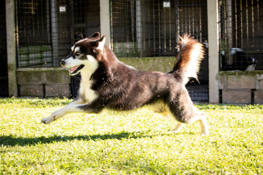 Drew running around in the back exercise area